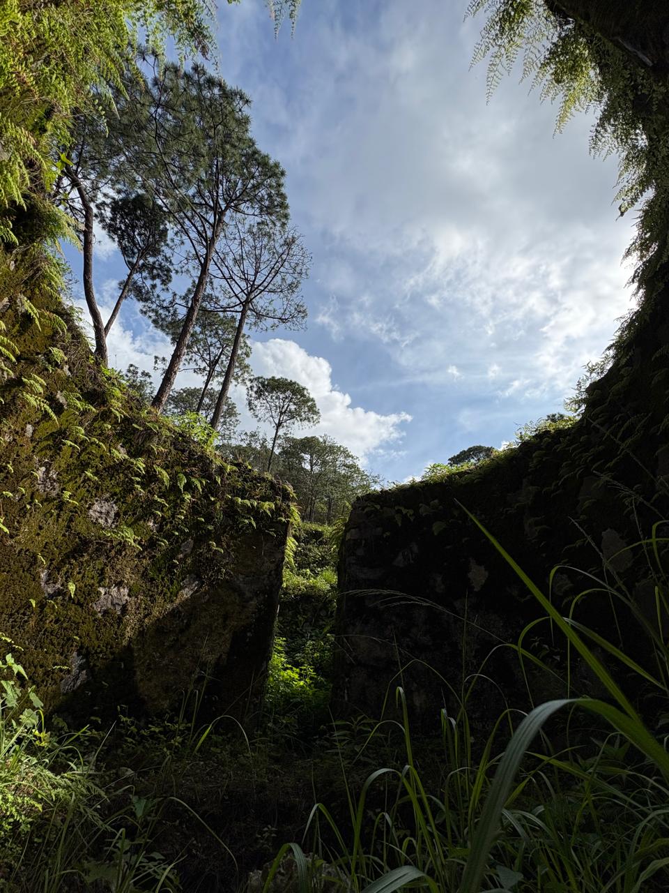 Arquitectura entre el bosque